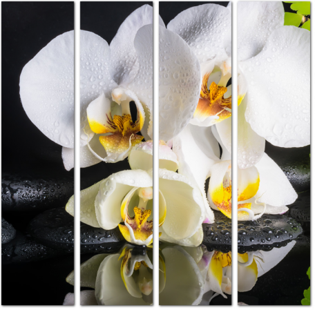 Прекрасные белы орхидеи крупным планом