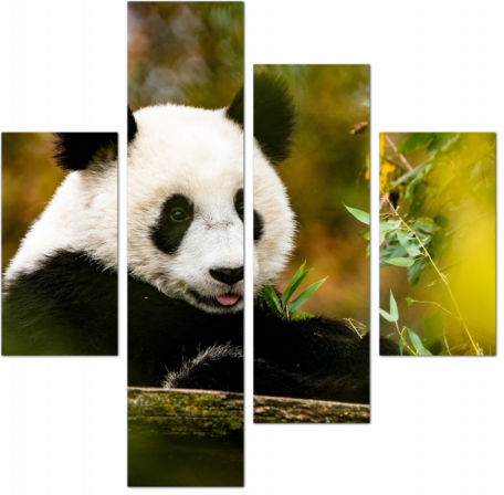 Панда в окружении зелени