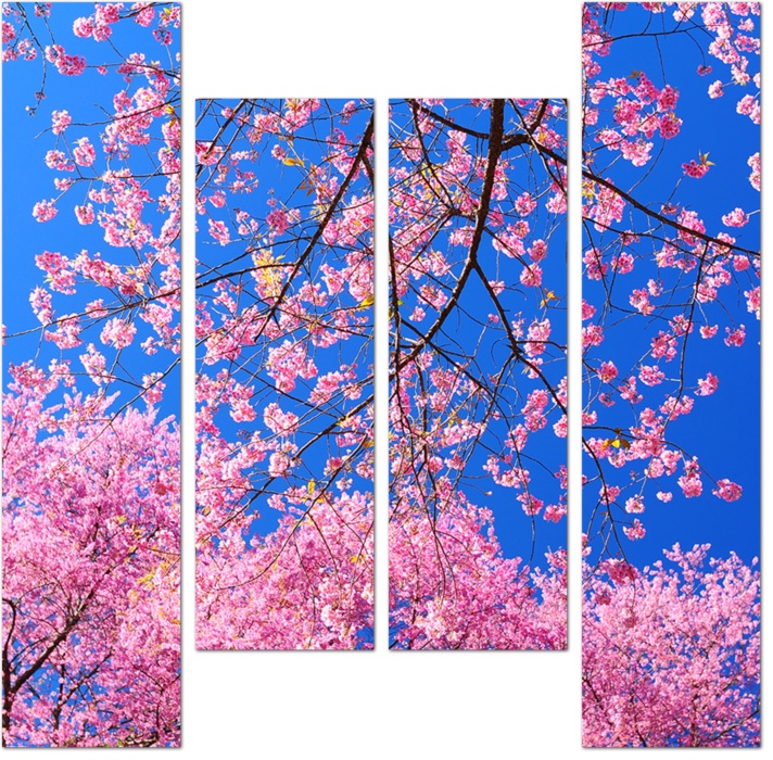 Розовые весенние цветы Сакуры на фоне голубого неба