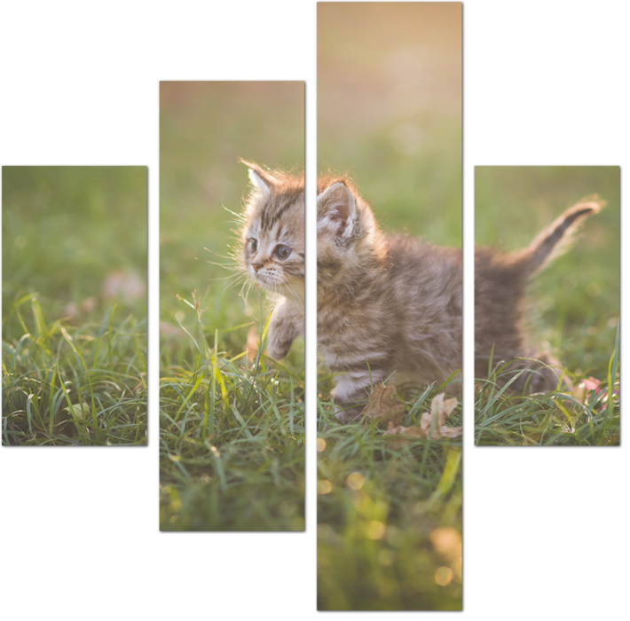 Маленький милый котенок в траве