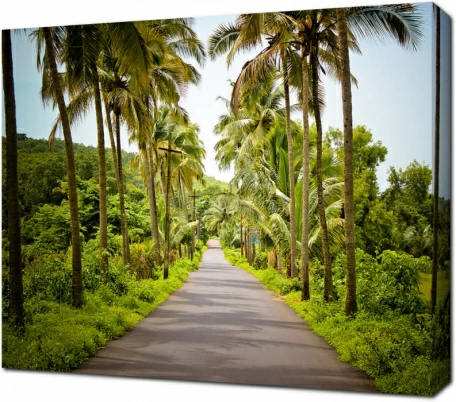 Дорога с пальмами. Гоа. Индия