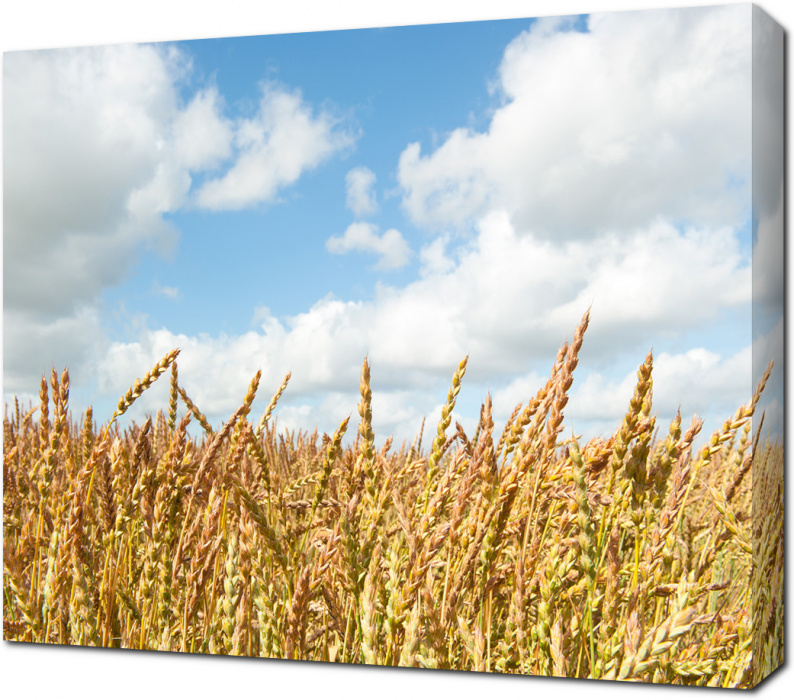 Большое пшеничное поле