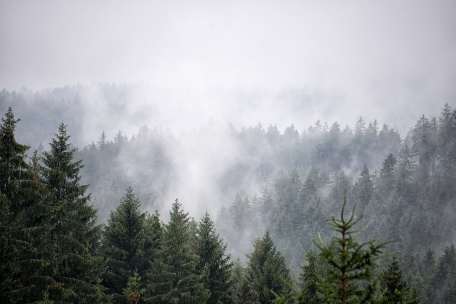 Туман над загадочным хвойным лесом