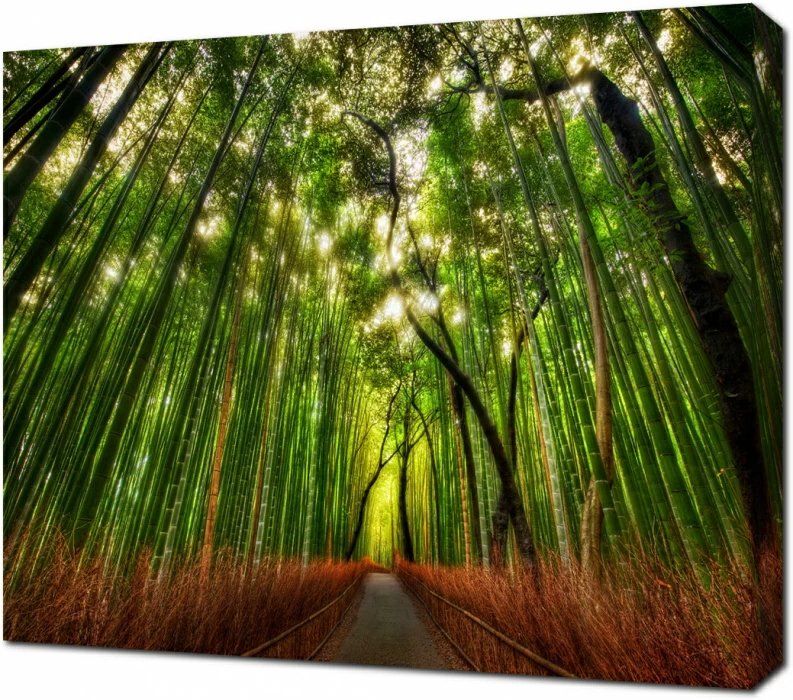 Бамбуковый лес в парке Киото. Япония