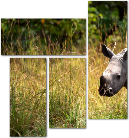 Крошечный носорог в траве