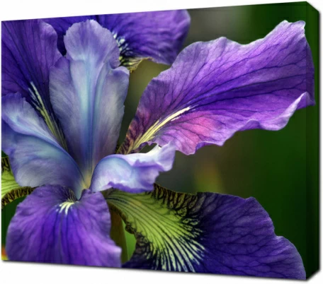 Дикий цветок крупным планом