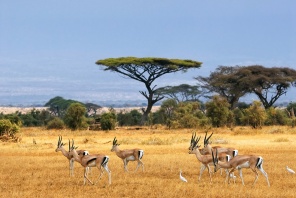 Африканский пейзаж с газелями, Кения