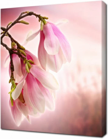 Цветы магнолии