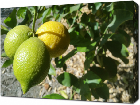 Созревающие лимоны