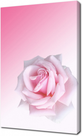 Нежно-розовая роза на светлом фоне