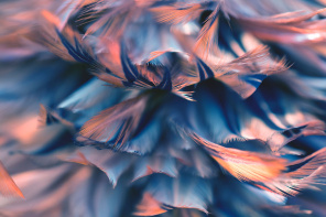 Воздушные голубые и коралловые перья