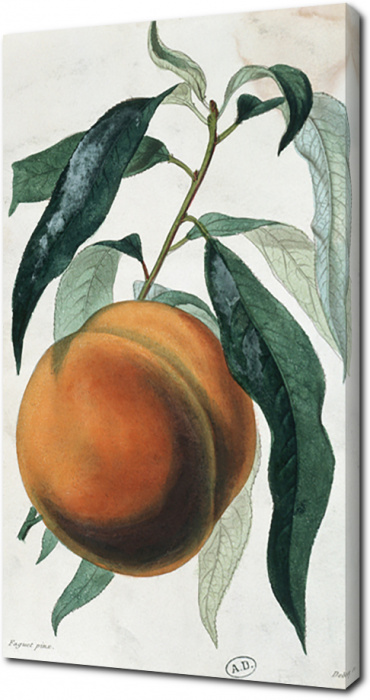 Иллюстрация с фруктом крупным планом