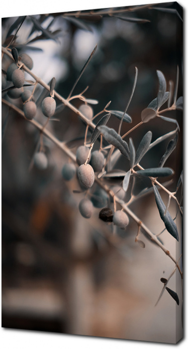 Оливки растущие на дереве