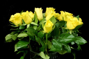 Желтые розы на черном фоне