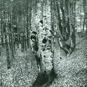 Березовая роща II