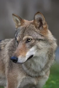 Взгляд волка