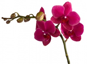 Бордовая орхидея