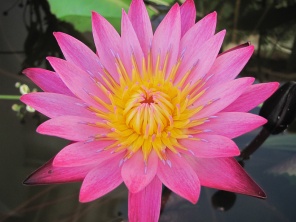 Цветок розового лотоса (водная лилия)