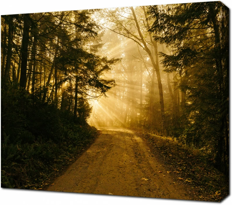 Золотой свет в лесу