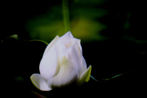 Божественный цветок лотоса