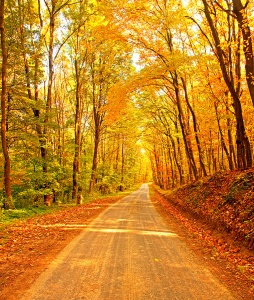 Дорога осенью