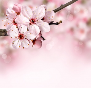 Розовые цветы вишни