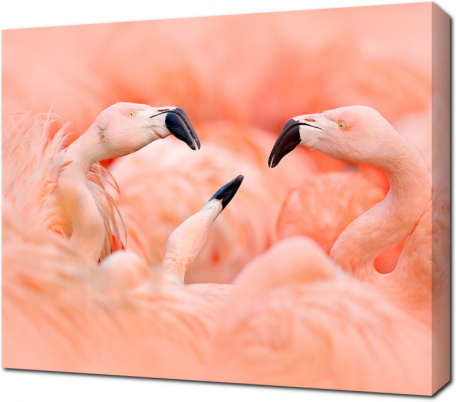 Группа Фламинго