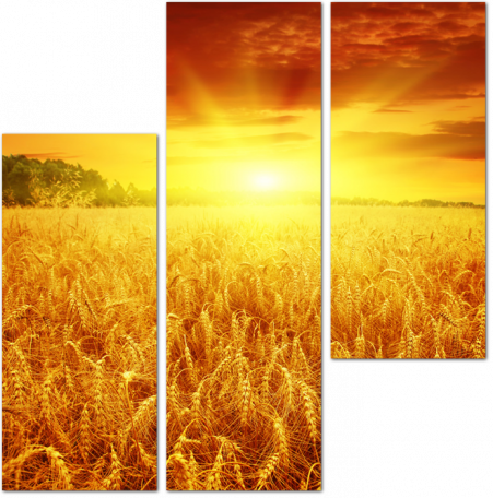 Закат над пшеничным полем
