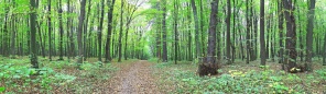 Зеленый летний лес. Панорама