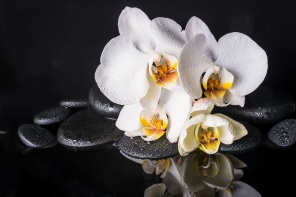 Орхидеи и дзен камни