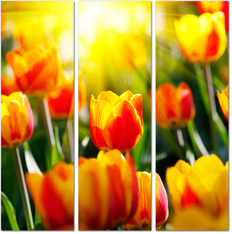 Желто-красные тюльпаны в лучах солнца