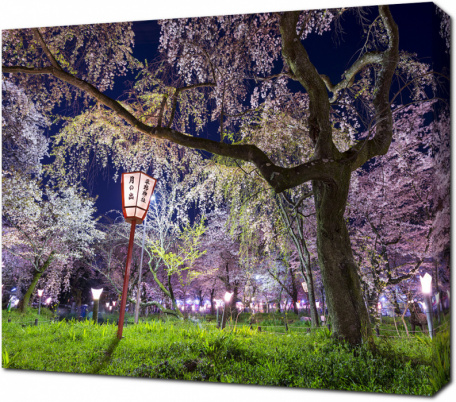 Цветущая сакура освещенная фонарями в парке Киото. Япония