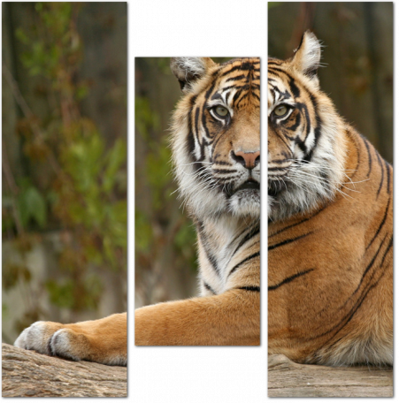Серьезный взгляд тигра