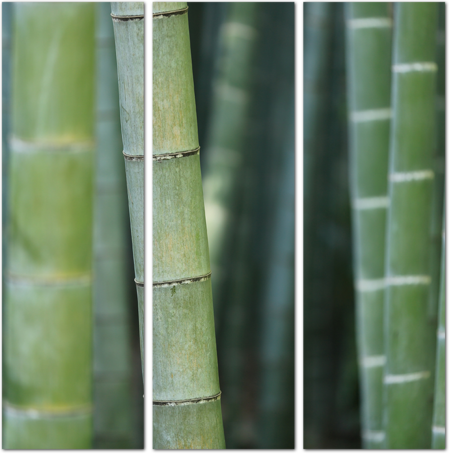 Растущие стебли бамбука