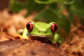 Лягушка с красными глазами