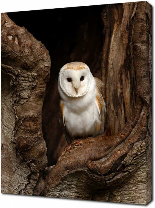 Сипуха Tyto alba