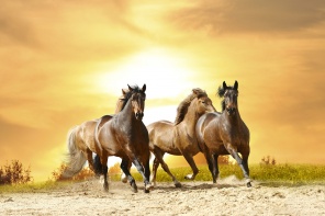 Бегущие лошади по песку