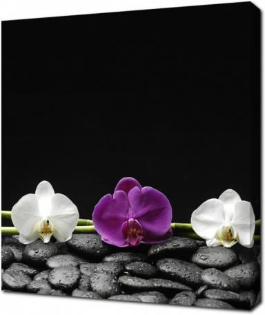 Две белые и красная орхидеи на камнях