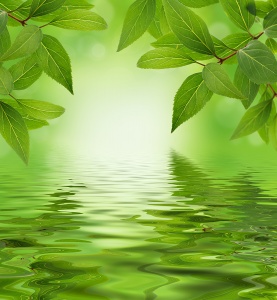 Листья над спокойной водой