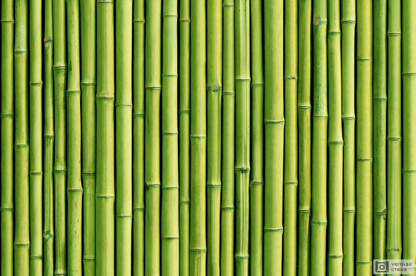зеленый фон бамбук