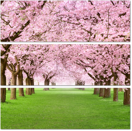 Декоративный сад с аллеей цветущих деревьев сакуры