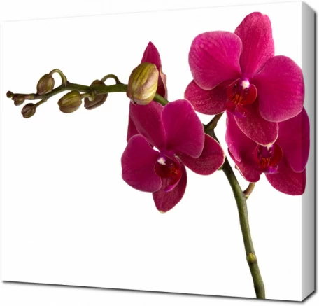 Бордовая орхидея