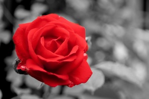 Роза на черно-белом фоне