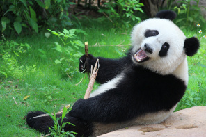 Панда отдыхает в саду