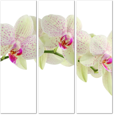 Красивая ветка орхидеи