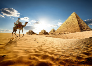 Верблюд идущий к пирамидам