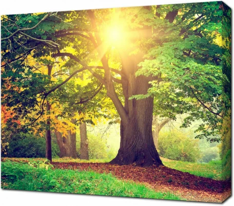 Красивое дерево в Парке