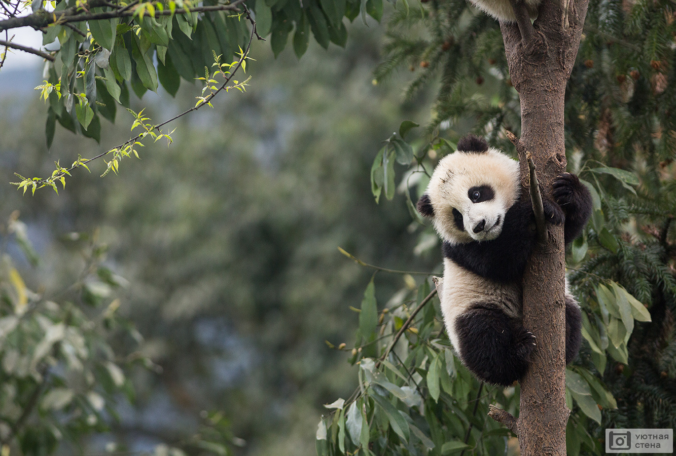 Фотообои Маленькая панда на дереве - Арт. 180532 | Купить в  интернет-магазине Уютная стена