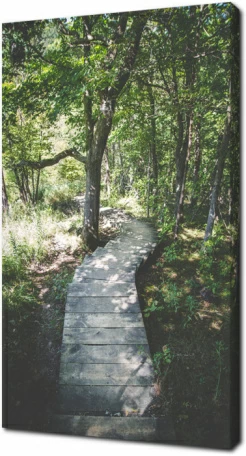 Деревянная тропинка в лесу