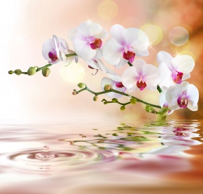 Белая орхидея над водой